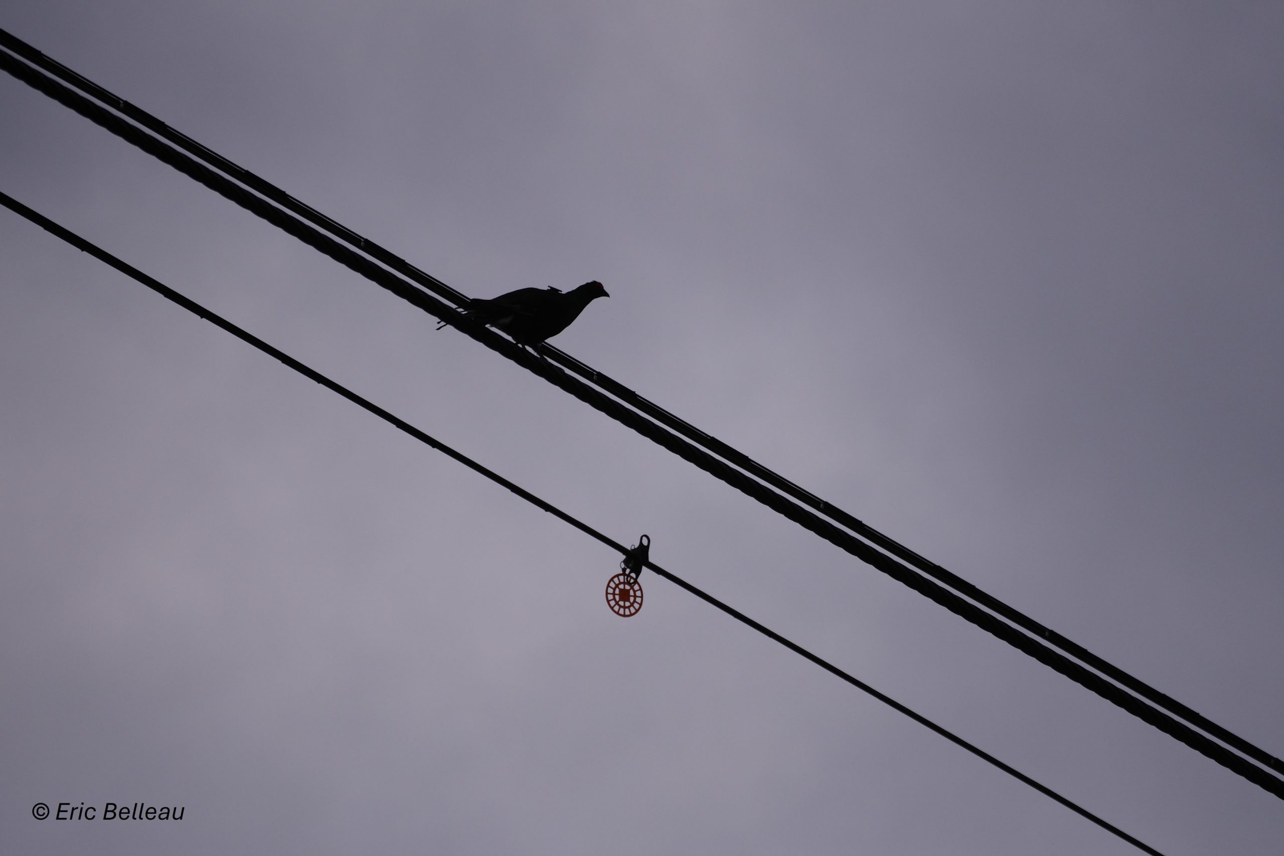 Tétra lyre perché sur un câble de remontée mécanique équipé de Birdmark®