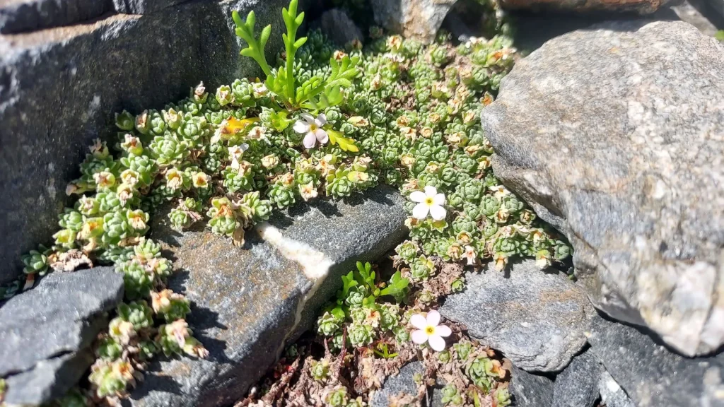 Androsace des Alpes à Mottaret