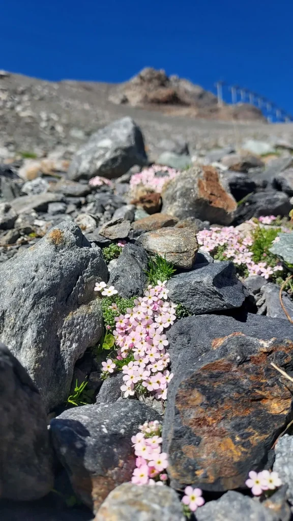 Androsace des Alpes à Mottaret