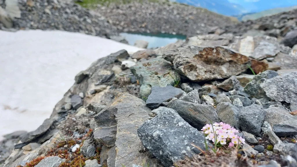 Androsace des Alpes à Mottaret