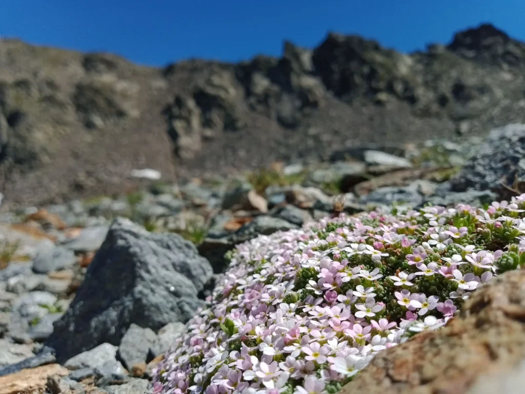 Androsace des Alpes à Mottaret