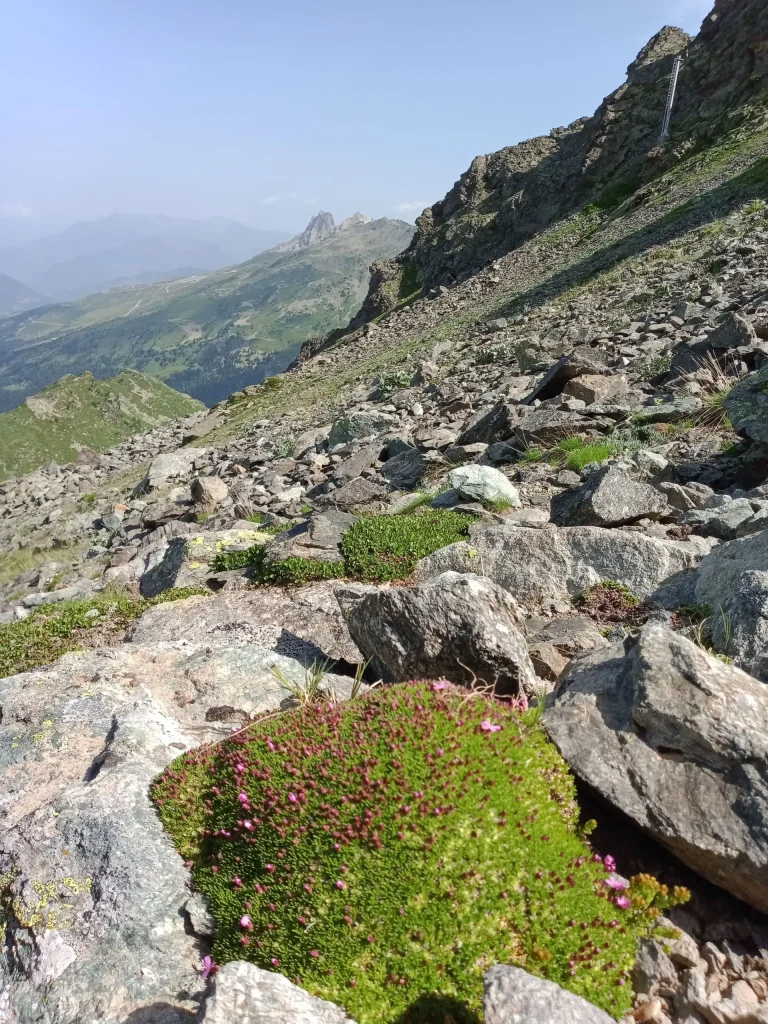 Androsace des Alpes à Mottaret