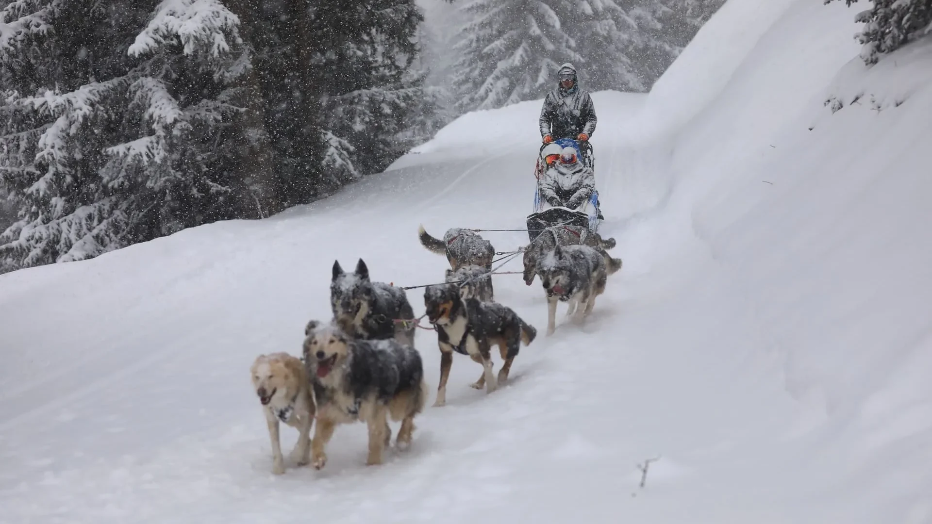 Chiens de traineau Courchevel Aventure