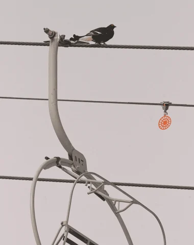 Tétra lyre perché sur un câble de télésiège