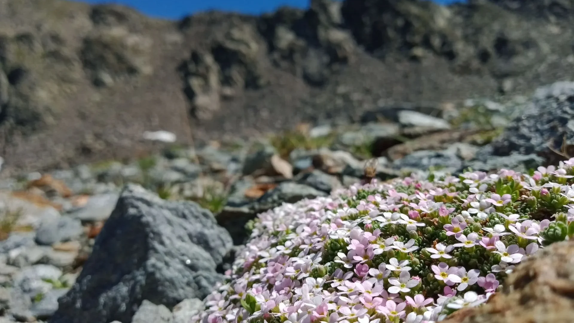 Androsace des Alpes à Mottaret