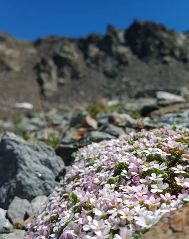 Androsace des Alpes à Mottaret