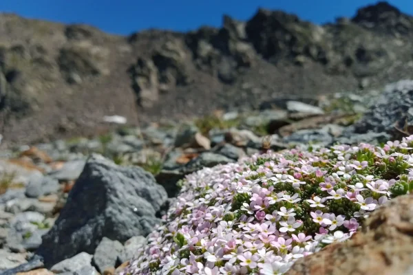 Androsace des Alpes à Mottaret